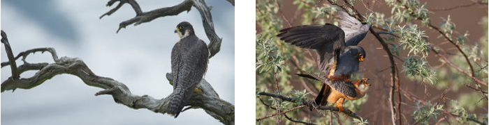 Photo peregrine falcon and red-footed falcon