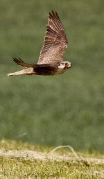 Photo Saker Falcon