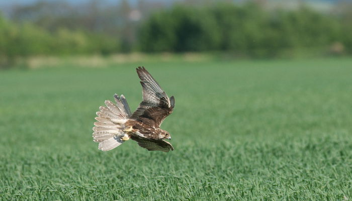 Photo Saker Falcon