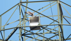 Photo nest boxes