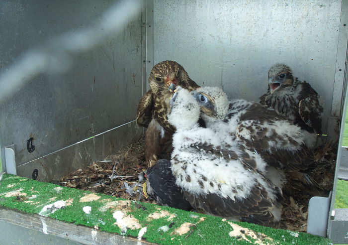 Photo Saker Falcon