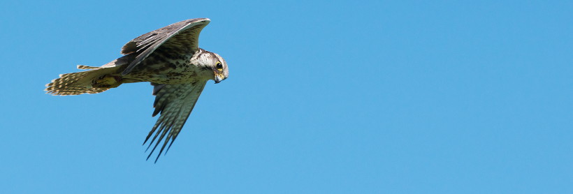 Photo Saker Falcon